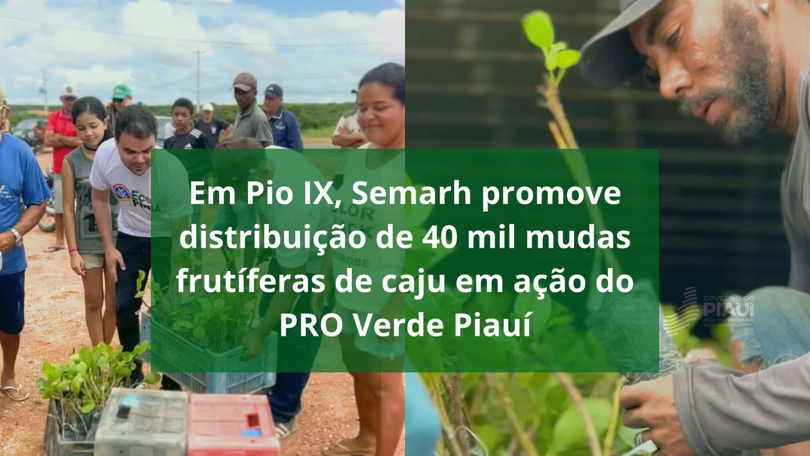Em Pio IX, Semarh promove distribuição de 40 mil mudas frutíferas de caju em ação do PRO Verde Piauí