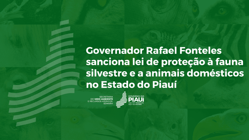governador-rafael-fonteles-sanciona-lei-de-protecao-a-fauna-silvestre-e-a-animais-domesticos-no-estado-do-piaui