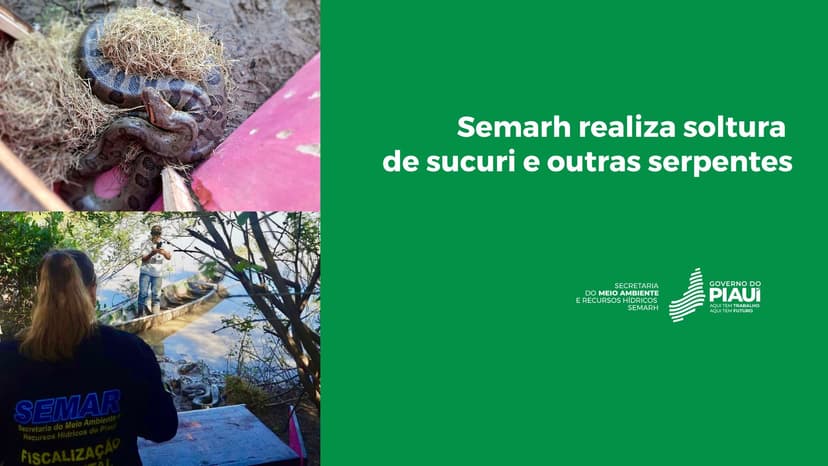 semarh-realiza-soltura-de-sucuri-e-outras-serpentes