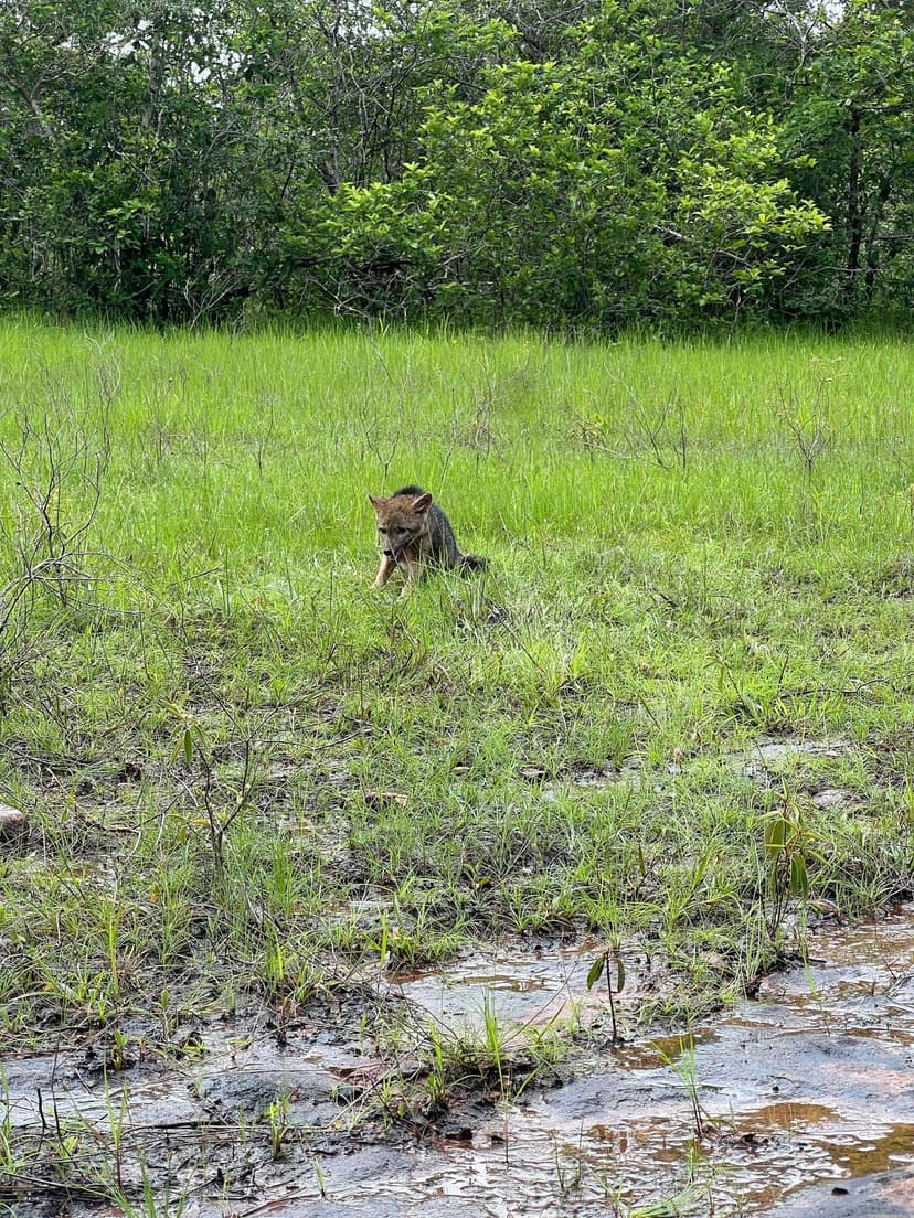 femea-de-cachorro-do-mato-resgatada-e-reabilitada-e-devolvida-a-natureza-apos-sofrer-atropelamento