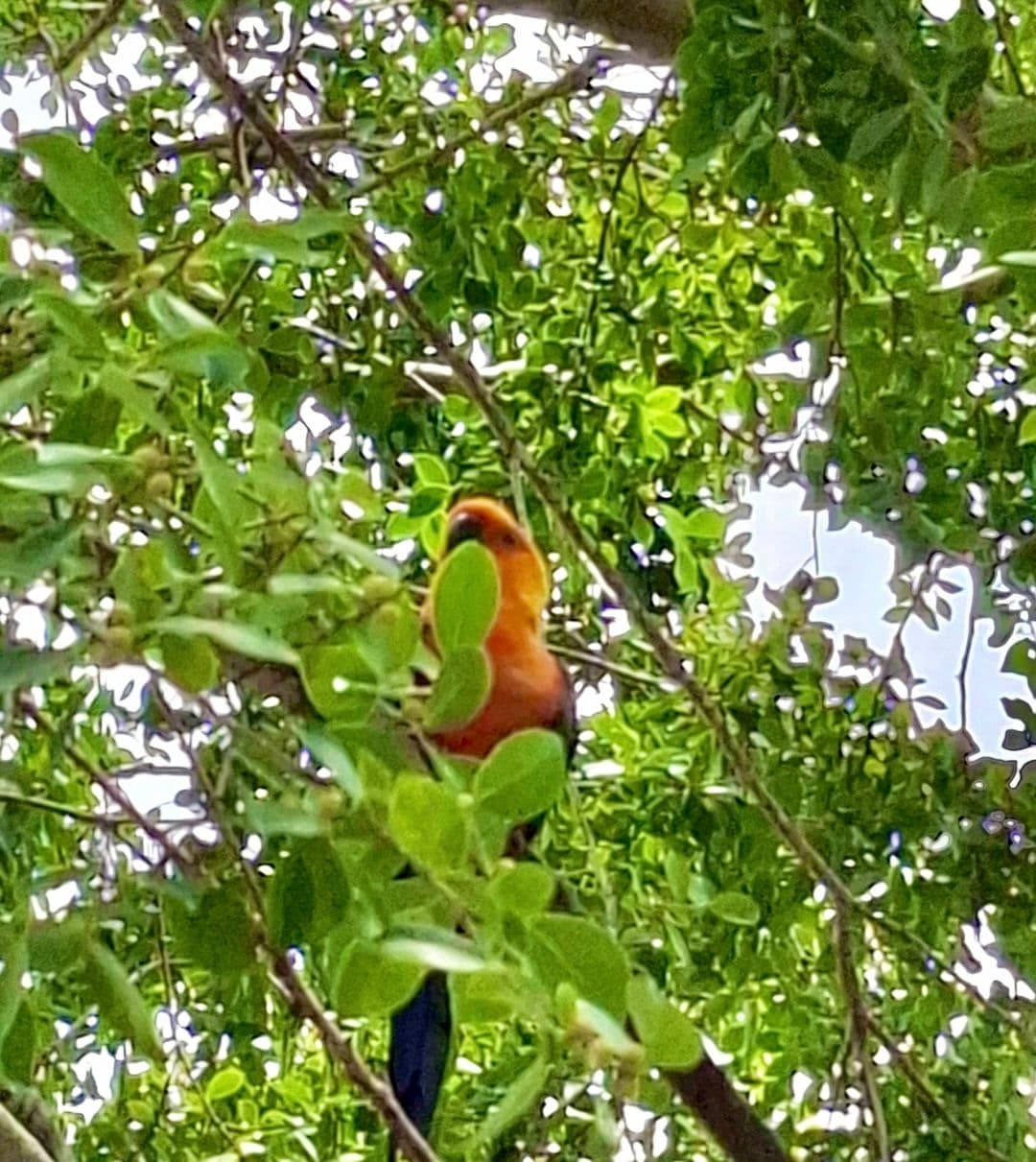 Semarh cadastra mais duas áreas de soltura de animais silvestres no Piauí