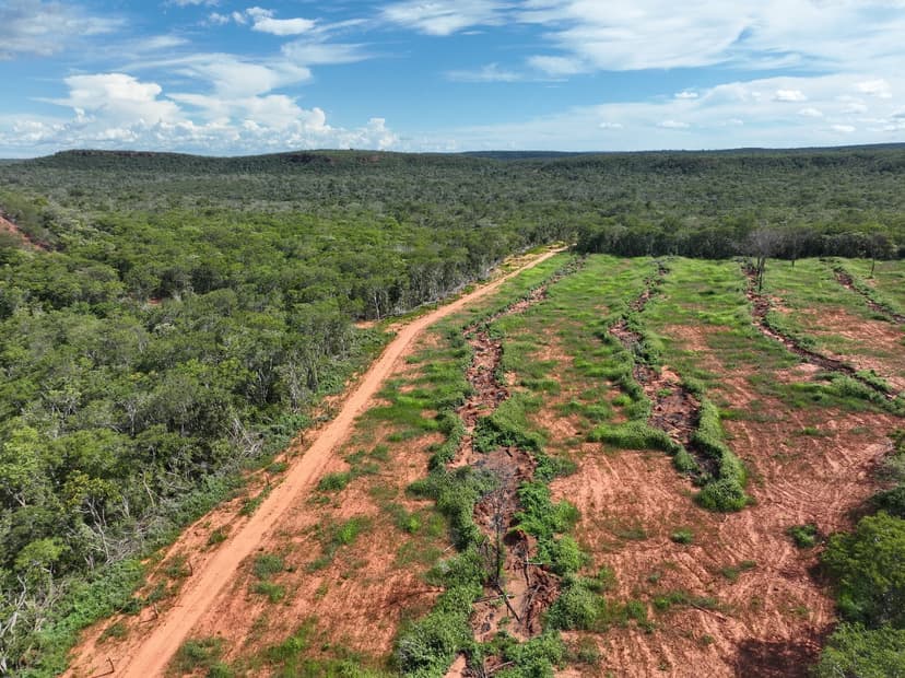 piaui-reduz-em-quase-124-o-desmatamento-ilegal-em-2024-aponta-mapbiomas