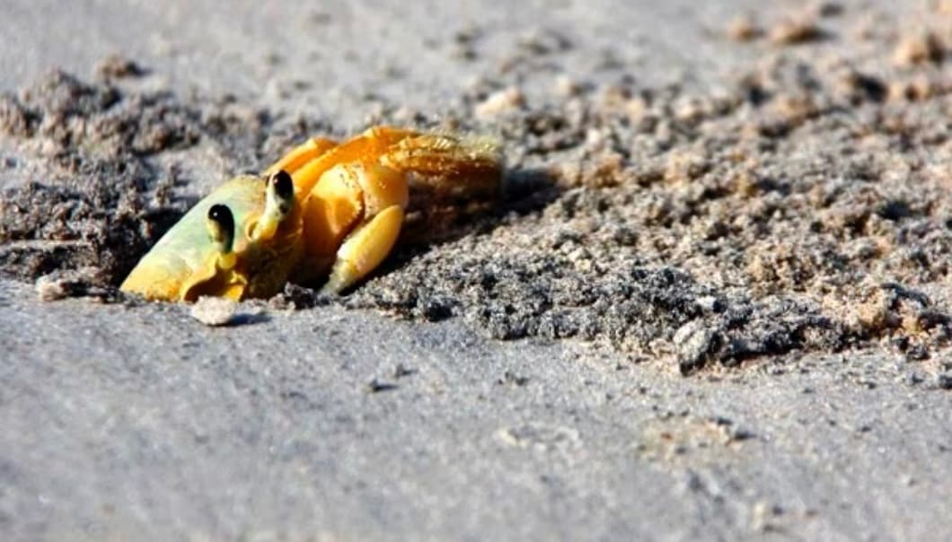 Fiscalização da campanha "Deixa o caranguejo namorar" começa na segunda- feira (13) no Litoral Piauiense