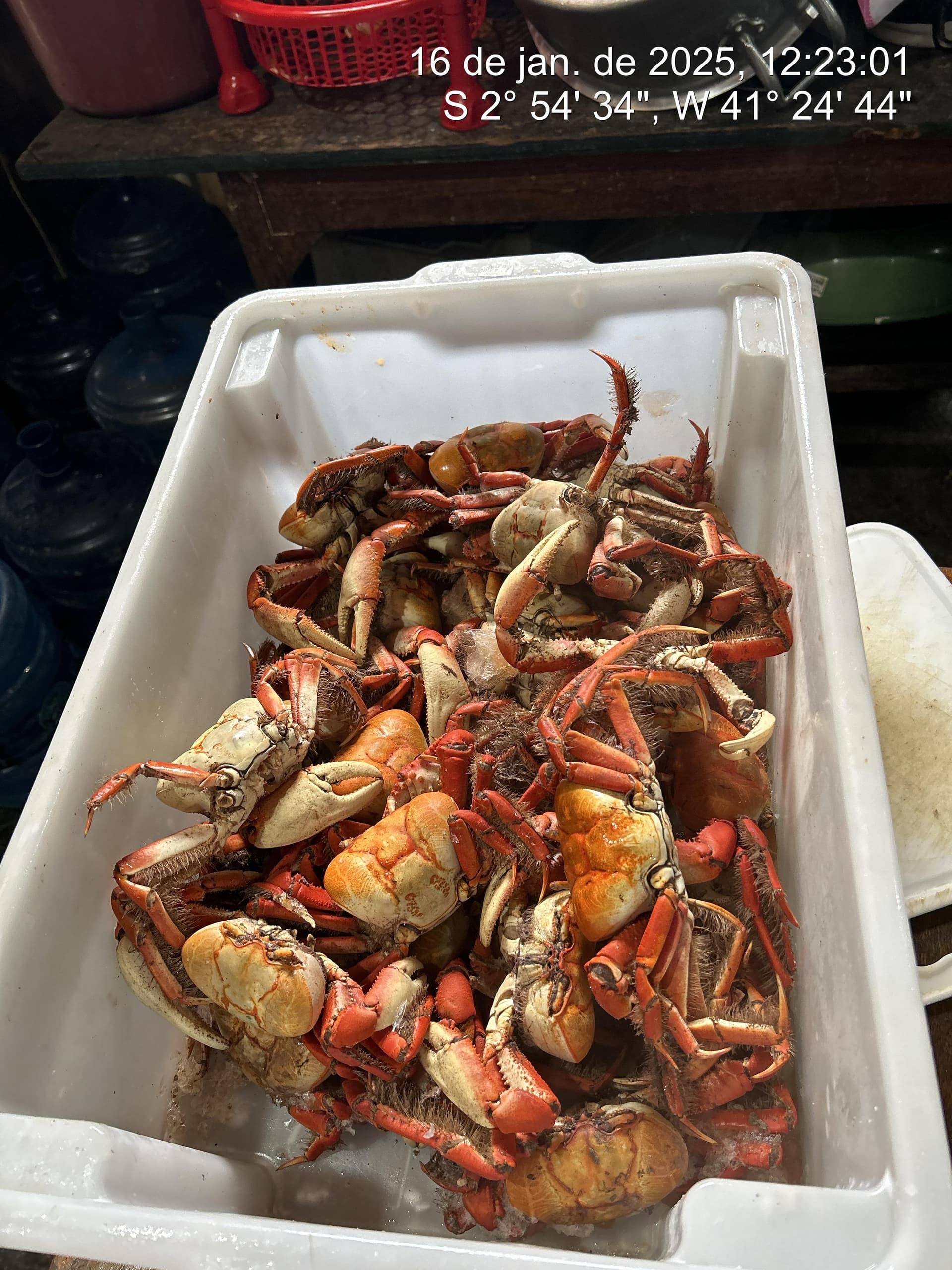 Estabelecimentos são autuados e 15 kg de caranguejos apreendidos durante operação "Deixa o Caranguejo Namorar"