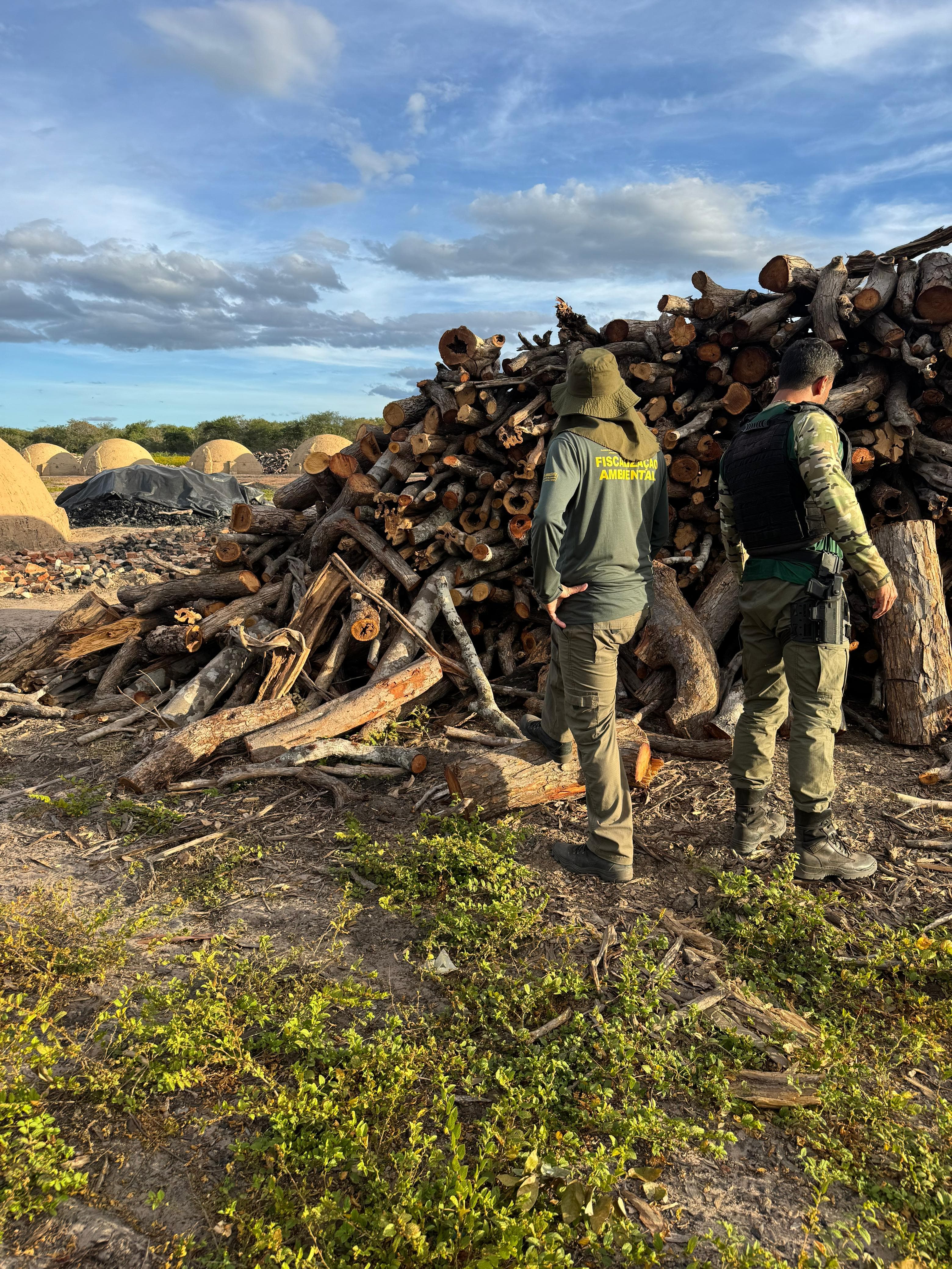 Madeira usada para a fabricação do carvão