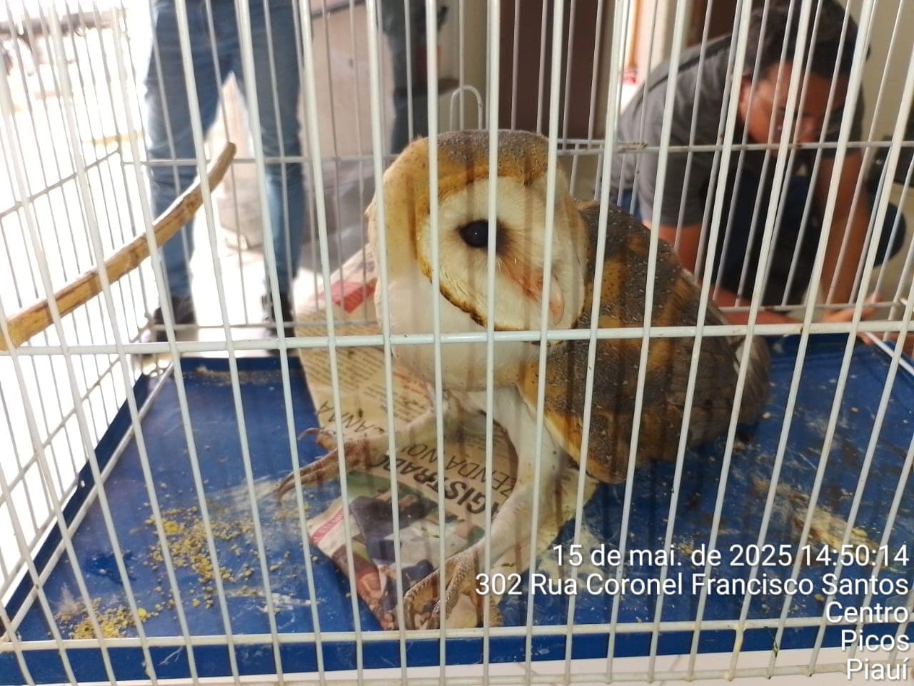 A última operação policial realizada em Picos, resultou na apreensão de 12 animais silvestres.