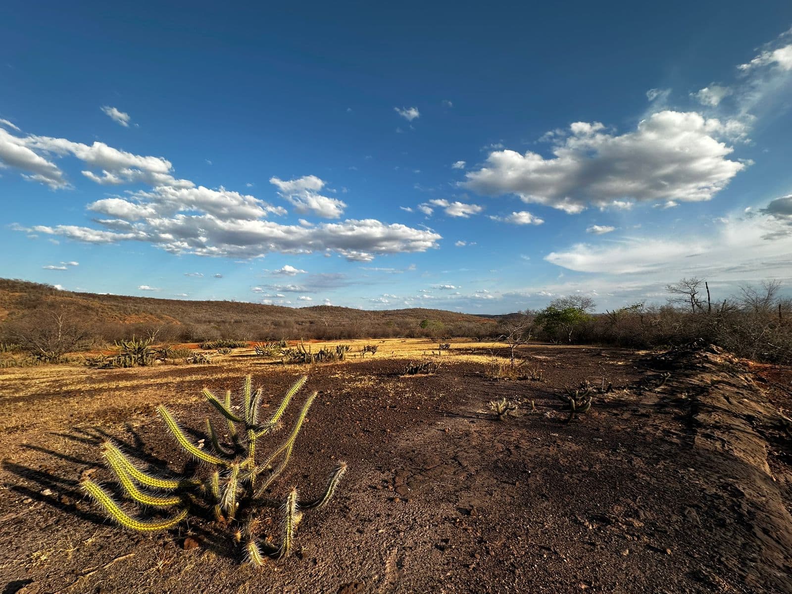 Piauí enfrenta seca em todo o território; 126 cidades têm situação de emergência reconhecida
