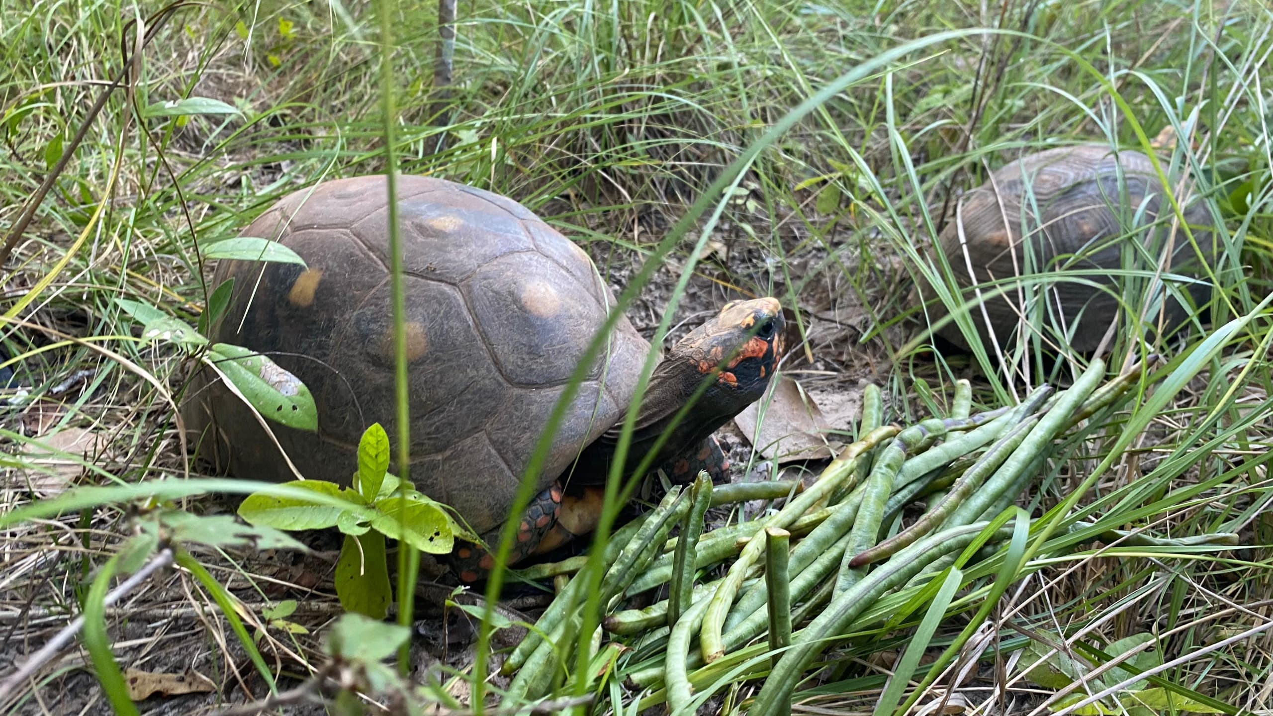 Jabuti no momento da soltura