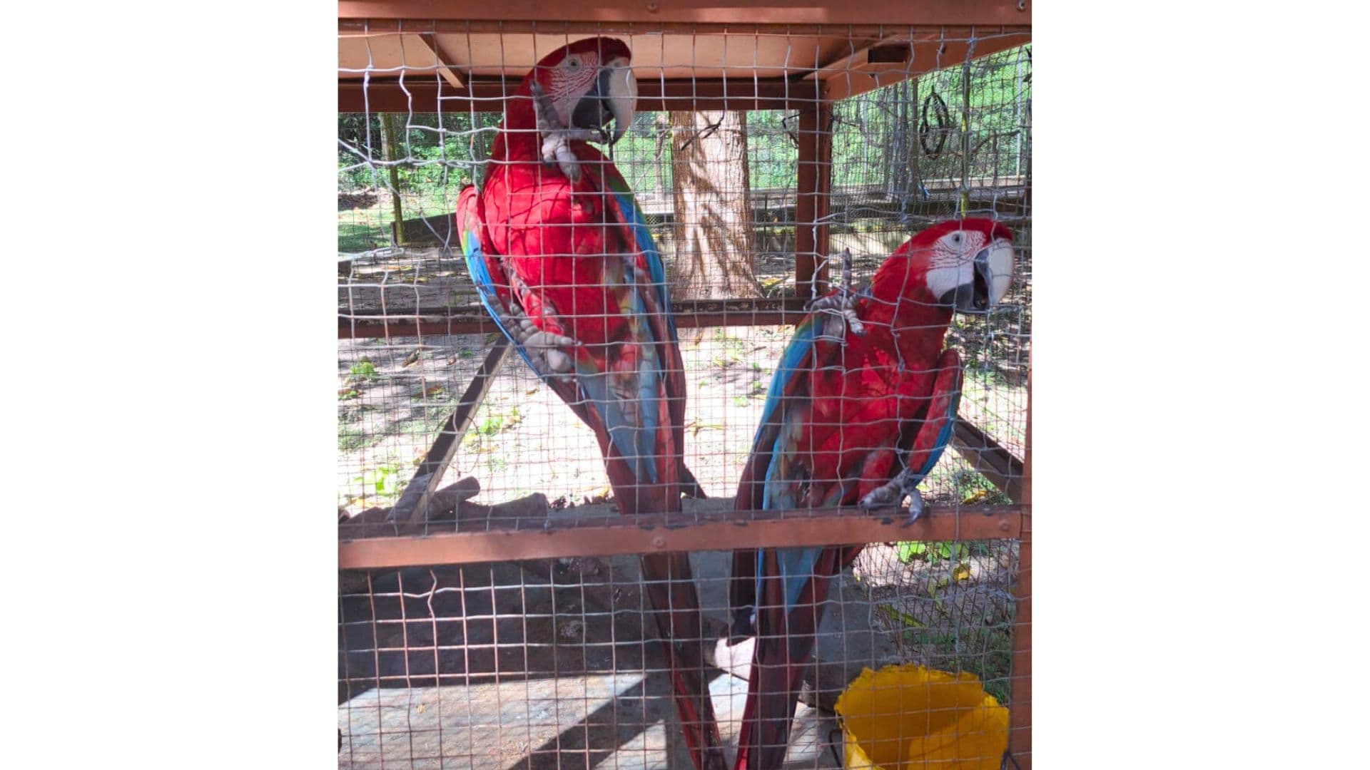 Semarh realiza acolhimento de araras-vermelhas em Barras com apoio de cidadão consciente