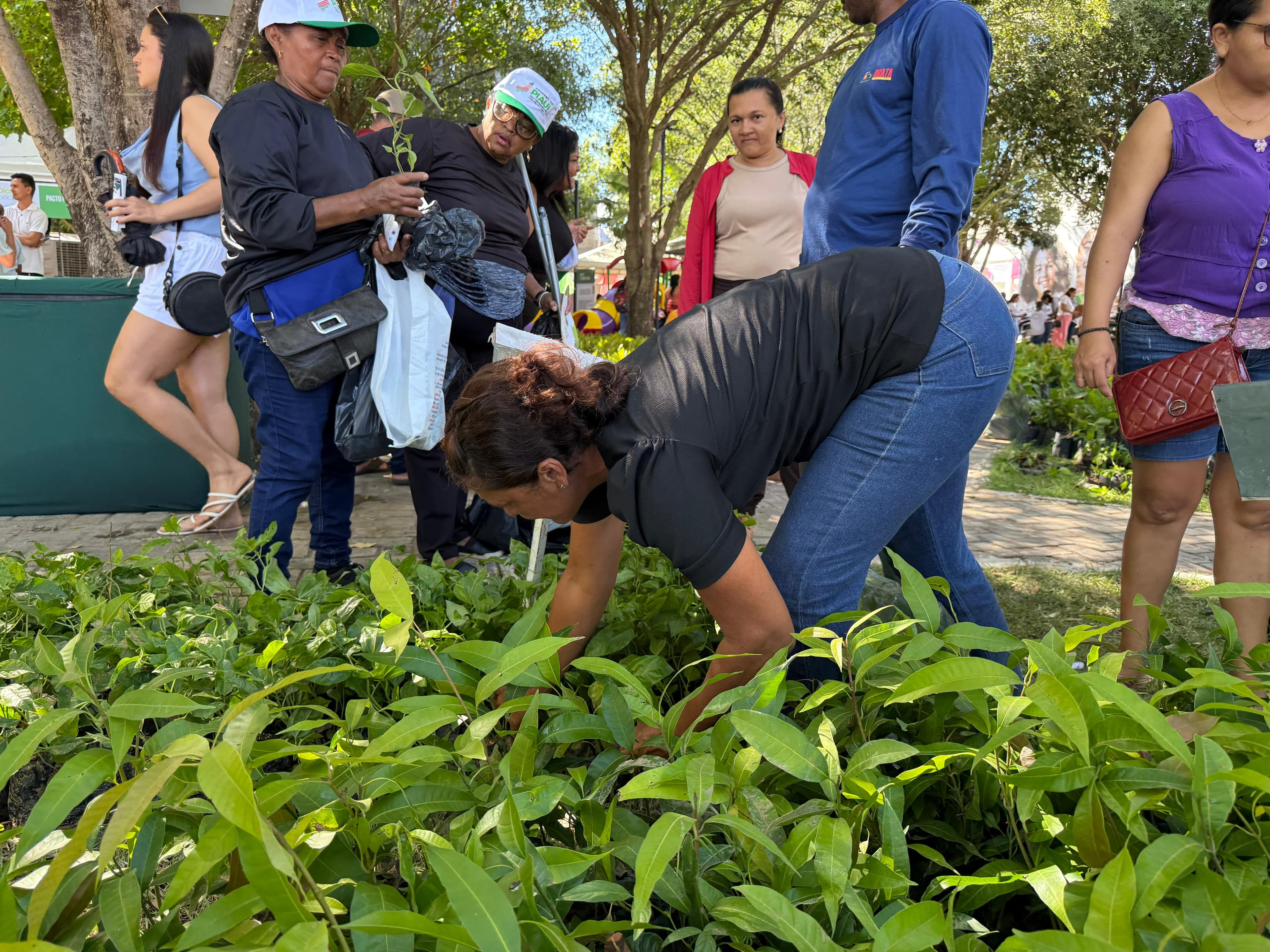 Semarh entrega 20 mil mudas e fortalece ações ambientais no Diálogos pelo Piauí em Floriano.